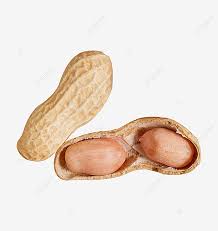 Miliki asal yang berbeda, yaitu lokal lampung dan. Gambar Kacang Tanah Clipart Kacang Kacang Png Dan Clipart Untuk Muat Turun Percuma