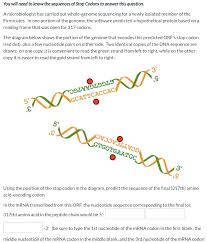 Solved You Will Need To Know The Sequences Of Stop Codons