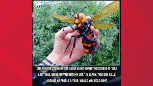 Meme generator, instant notifications, image/video download, achievements and many more! What Is A Murder Hornet Wusa9 Com