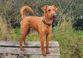 The irish terrier is considered one of the oldest terrier breeds. Irish Terrier All You Need To Know About The Irish Farming Dog K9 Web