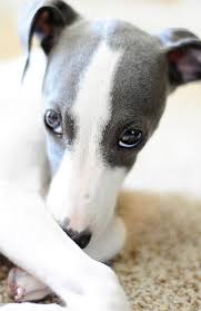 Black And White Italian Greyhound Puppy Brandon And I Are Going To Get A Italian Greyhound They Are Just Soo Cute We Have To Wait Tell We Get Settled Italian Greyhound Puppies Dogs Greyhound Puppy