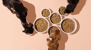 Ollie Delivers Freshly Made Food From Real Human Grade Ingredients Tailored To Your Dog S Unique Nutritional Best Dog Food Dog Food Delivery Dog Food Recipes