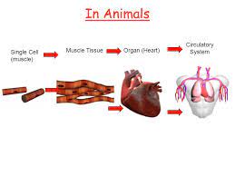 Cancer and the rate of cell division. Cells Tissues Organs And Organ Systems Resources Co Uk Ks3 Biology Life Processes And Cells Cells Tissues Organs And Or Ganisms Htm Ppt Download