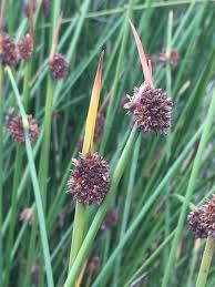 Image result for Ficinia filiformis