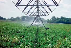 Louisiana Strawberries are here!