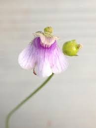 Image result for Genlisea hispidula