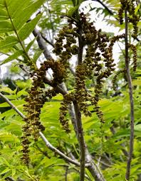 Image result for Juglandaceae