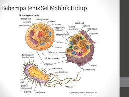 Nukleus nukleus atau inti sel merupakan struktur yang sangat penting di dalam sel eukariotik. Prokariotik Eukariotik Sel Hewan Dan Sel Tumbuhan Ppt Download