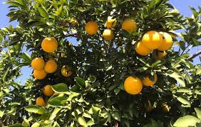 Center for visual computing maintained by: Midknight Valencia Orange Can Provide A Huge 116 Of Your Recommended Daily Intake Of Vitamin C