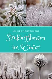 Strukturpflanzen Schone Stauden Fur Den Winter In 2020 Pflanzen Stauden Garten