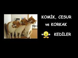 Kedi Videolari Izle 2020 Kedi Komik Komik Kediler