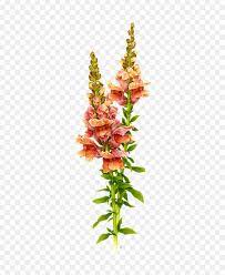 Antirrhinum Majus Flower Kiss Best Flower Wallpaper