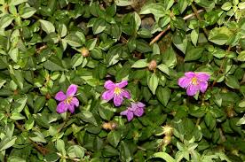 Image result for Heterotis rotundifolia