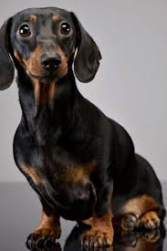 Dachshunds come in standard and miniature size and can have three coat variations: Black And Tan Dachshund Dachshund Pets Dachshund Puppies Black And Tan Dachshund