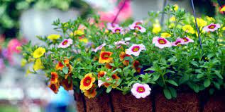 Maybe you would like to learn more about one of these? 21 Best Hanging Plants Best Plants For Hanging Baskets