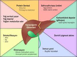 Check spelling or type a new query. Karaciger Turkcerrahi Com