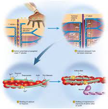Excitation Contraction Coupling Action Potential Moves Along Sarcolemma And Enters The T Tubule Anatomy And Physiology Physiology Human Anatomy And Physiology