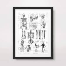 These are all vintage black and white clip art images scanned from antique books. Skeleton Bones Black White Medical Art Print Anatomical Anatomy Medicine Human Body Biological Chart Diagram Illustration Vintage Antique Poster Home Decor Wall Picture A4 A3 A2 10 Size Options Buy Online In