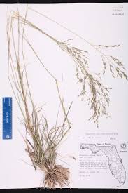 Image result for Eragrostis atrovirens