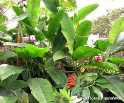 Image result for Eriocaulon bongense