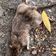 Read below to learn why all three steps are necessary to successfully remove roof rats from your property. Pest Control In Oakland Yelp