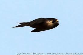 Stimme des wanderfalken außerhalb des nestbereichs ist der wanderfalke meist stumm. Wanderfalke Im Sturzflug Geschwindigkeit Vom Schnellsten Vogel