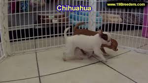 Ask questions and learn about chihuahuas at nextdaypets.com. St Louis Mo Craigslist Pets Nar Media Kit