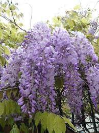 Pin By Greetje Lubbersen On Wisteria Lane Wisteria Tree Trees To Plant Beautiful Flowers