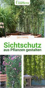 Große, überdachte moderne terrasse hinter dem haus mit kübelpflanzen in münchen tolles anwesen; Sichtschutz Mit Pflanzen Die Moglichkeiten Im Uberblick Sichtschutz Pflanzen Garten Landschaftsbau Gartengestaltung