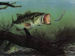 Check spelling or type a new query. 49 Big Bass Wallpaper On Wallpapersafari
