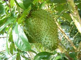 Salam, pada kesempatan kali ini kami akan membahas tentang apa itu pendekatan saintifik mengapa menggunakan pendekatan saintifik dalam pembelajaran kurikulum 2013. Tanaman Durian Belanda Dan Kaedah Penanaman Myagri Com Mymyagri Com My
