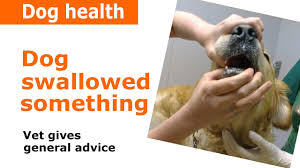 Ask a professional dog vet anytime. Dog Swallowed Something Stuck In Throat Vet Advice Youtube