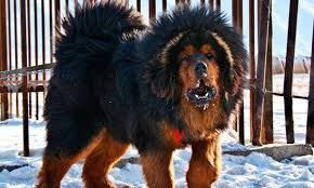 Females start from about 27 inches in height and weigh around 150 pounds (68 kilograms). The Largest Breed Of Dogs