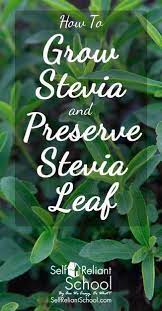 How To Grow Stevia And Preserve Stevia Leaf Self Reliant School Growing Stevia Growing Vegetables Stevia