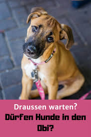 Sind Bei Obi Hunde Erlaubt Baumarkt Mit Hund Besuchen Hunde Hunde Futter Bestes Hundefutter