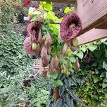 Dynamic Plants for Garden Challenges Indoors and Out