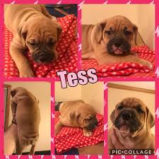 Maybe you would like to learn more about one of these? Old English Bulldog Puppies For Sale Zimmerman Mn 285121