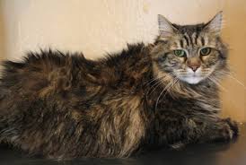 Suhu demam bagi seekor kucing dewasa adalah 38.5 darjah celsius manakala suhu demam bagi seekor anak kucing adalah 39.5 darjah celsius. The Madah 8 Tanda Kucing Sakit Dan Demam Yang Kita Kena Alert Mungkin Ia Akan Meninggalkan Kita
