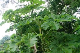 Image result for Cecropia pachystachya