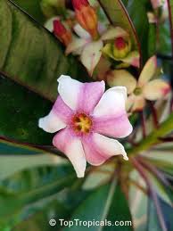 Pin On Bizarre Plants