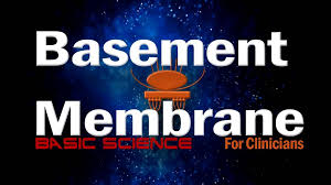Thickening of the basement membrane zone (bmz) is a characteristic feature of. The Basement Membrane Zone