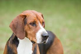 Laufhund ist die bezeichnung für einen jagdhund, der wild über weite strecken verfolgt. Hamiltonstovare Breeds A To Z The Kennel Club