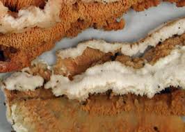 Image result for Merulius incarnatus