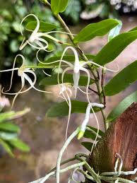 Image result for Angraecum infundibulare