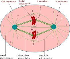 If a cell skipped metaphase during mitosis, how might this affect the two daughter cells? Schematic Representation Of Mitotic Spindle Of Somatic Animal Cells In Download Scientific Diagram