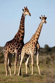 Spotlight African Safari Kids Discover Giraffe Animals Big Animals