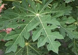 We did not find results for: 8 Contoh Daun Menjari Ciri Dan Gambarnya Lengkap Ruangbiologi Co Id