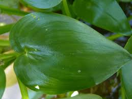 Image result for Heteranthera callifolia