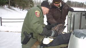 Injured eagle