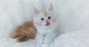 Maine coon kittens from a good breeder will probably be more expensive as well. Posh Maine Coons